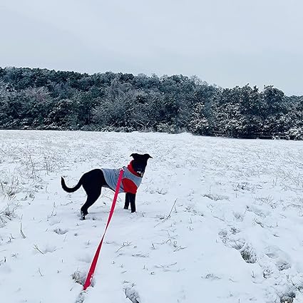 laisse-pour-chien-polyvalente