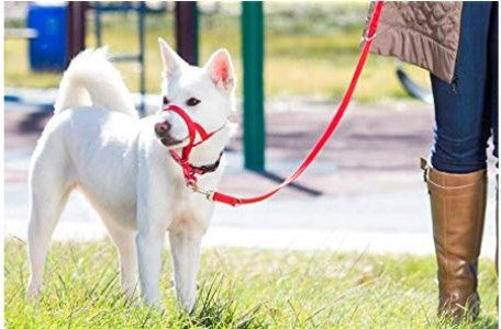 licol-chien-dressage