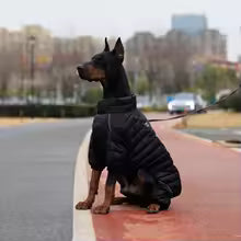 manteau-pour-chien-noir-doberman