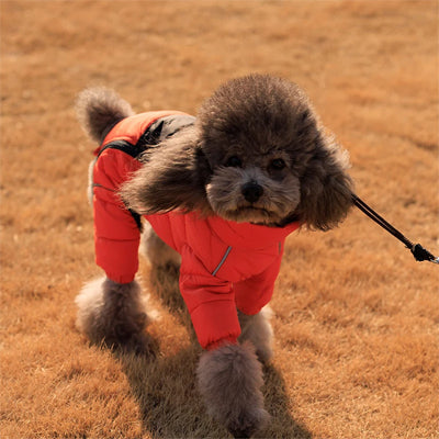 manteau-pour-chien-orange-caniche