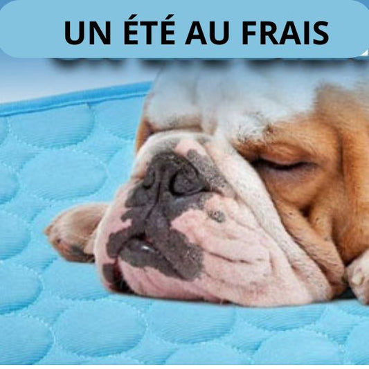 tapis-rafraichissant-chien-frais